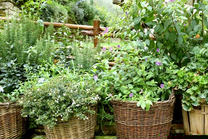 phytotherapie chi harmonie ruswil